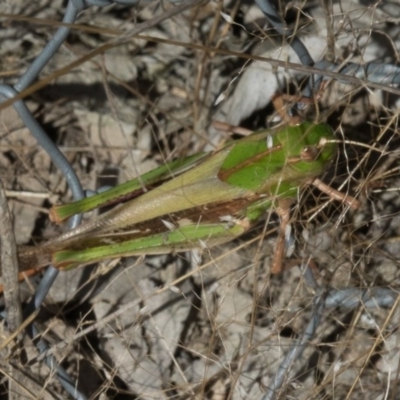 Gastrimargus musicus (Yellow-winged Locust or Grasshopper) at Gungahlin, ACT - 14 Jan 2017 by CedricBear