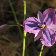 Arthropodium fimbriatum (Nodding Chocolate Lily) at Paddys River, ACT - 14 Jan 2017 by JohnBundock