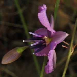 Arthropodium fimbriatum at Paddys River, ACT - 14 Jan 2017 09:10 AM