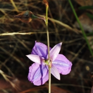 Arthropodium fimbriatum at Paddys River, ACT - 14 Jan 2017 09:10 AM