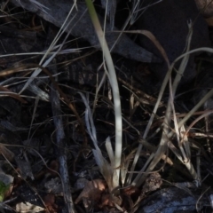 Arthropodium fimbriatum at Paddys River, ACT - 14 Jan 2017 09:10 AM