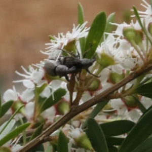 Perperus sp. (genus) at Coree, ACT - 13 Jan 2017