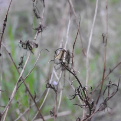 Philobota undescribed species near arabella at Wanniassa Hill - 28 Oct 2016 by ArcherCallaway