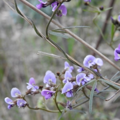 Glycine clandestina (Twining Glycine) at Fadden, ACT - 29 Oct 2016 by ArcherCallaway