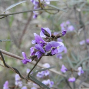 Glycine clandestina at Fadden, ACT - 29 Oct 2016