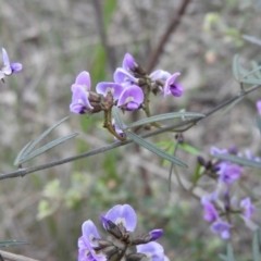 Glycine clandestina at Fadden, ACT - 29 Oct 2016