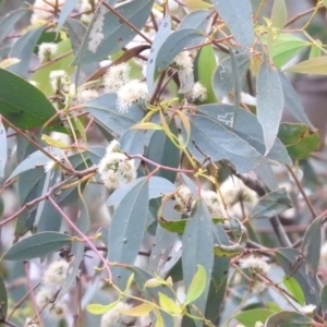 Eucalyptus melliodora at Fadden, ACT - 29 Oct 2016