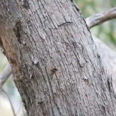 Eucalyptus melliodora at Fadden, ACT - 29 Oct 2016