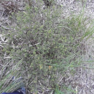 Pultenaea procumbens at Fadden, ACT - 29 Oct 2016