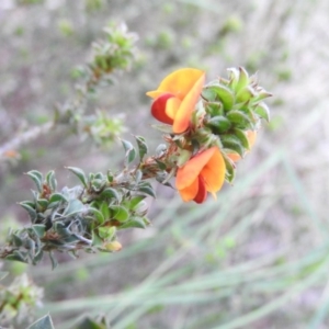 Pultenaea procumbens at Fadden, ACT - 29 Oct 2016