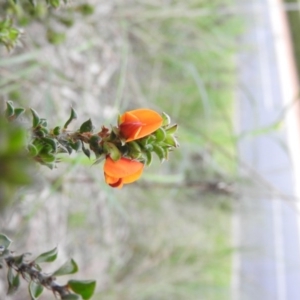 Pultenaea procumbens at Fadden, ACT - 29 Oct 2016 08:26 AM