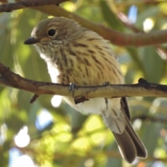 Pachycephala rufiventris (Rufous Whistler) at Paddys River, ACT - 14 Jan 2017 by JohnBundock