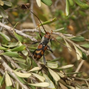 Aridaeus thoracicus at Stromlo, ACT - 13 Jan 2017