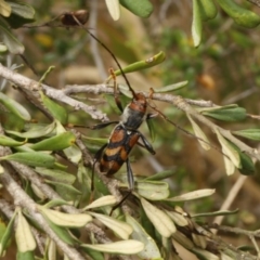 Aridaeus thoracicus (Tiger Longicorn Beetle) at Stromlo, ACT - 13 Jan 2017 by ibaird