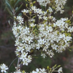 Bursaria spinosa (Native Blackthorn, Sweet Bursaria) at Paddys River, ACT - 10 Jan 2017 by MichaelBedingfield