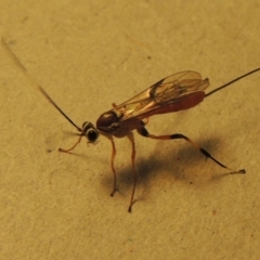 Ichneumonidae (family) (Unidentified ichneumon wasp) at Conder, ACT - 11 Jan 2017 by michaelb