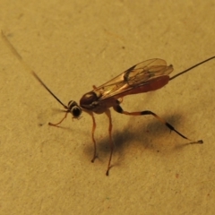 Ichneumonidae (family) (Unidentified ichneumon wasp) at Pollinator-friendly garden Conder - 11 Jan 2017 by michaelb