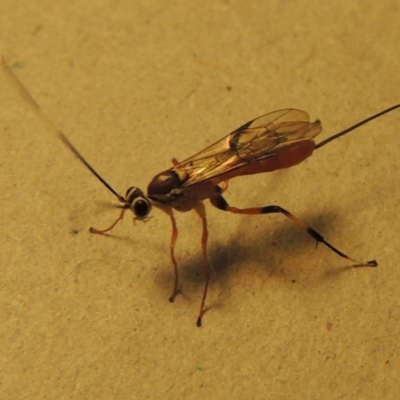 Ichneumonidae (family) (Unidentified ichneumon wasp) at Pollinator-friendly garden Conder - 11 Jan 2017 by michaelb