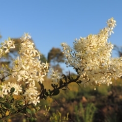 Bursaria spinosa (Native Blackthorn, Sweet Bursaria) at Greenway, ACT - 12 Jan 2017 by MichaelBedingfield
