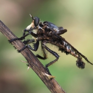 Blepharotes splendidissimus at Paddys River, ACT - 2 Feb 2015 02:58 PM