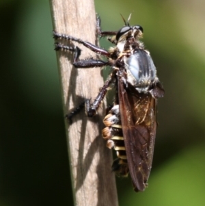 Blepharotes splendidissimus at Paddys River, ACT - 2 Feb 2015