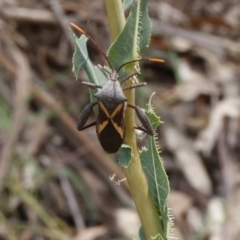 Mictis profana (Crusader Bug) at Stromlo, ACT - 13 Jan 2017 by ibaird
