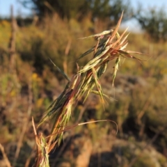 Cymbopogon refractus (Barbed-wire Grass) at Greenway, ACT - 12 Jan 2017 by MichaelBedingfield