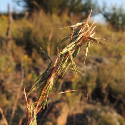 Cymbopogon refractus (Barbed-wire Grass) at Greenway, ACT - 12 Jan 2017 by michaelb