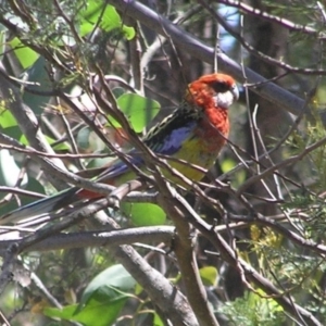 Platycercus eximius at Kambah, ACT - 15 Jan 2017 11:26 AM