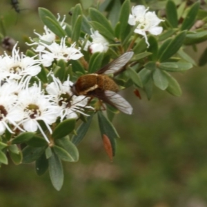 Staurostichus sp. (genus) at Coree, ACT - 13 Jan 2017