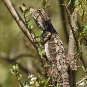 Pogona barbata at Stromlo, ACT - 15 Jan 2017