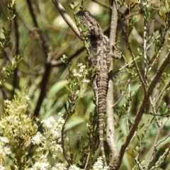 Pogona barbata at Stromlo, ACT - suppressed