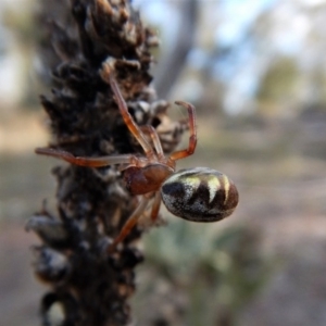 Phonognatha graeffei at Canberra Central, ACT - 27 Mar 2016