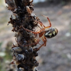 Phonognatha graeffei at Canberra Central, ACT - 27 Mar 2016