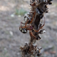 Phonognatha graeffei at Canberra Central, ACT - 27 Mar 2016