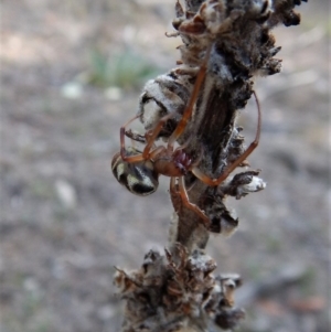 Phonognatha graeffei at Canberra Central, ACT - 27 Mar 2016 03:03 PM