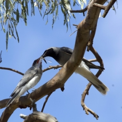 Coracina novaehollandiae (Black-faced Cuckooshrike) at Scullin, ACT - 11 Jan 2017 by Alison Milton