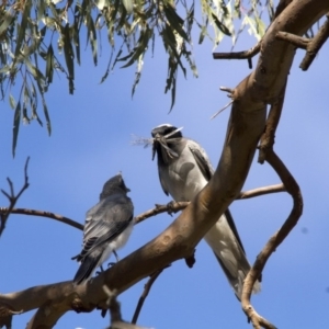 Coracina novaehollandiae at Scullin, ACT - 12 Jan 2017 08:25 AM