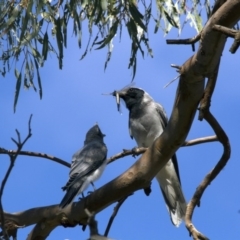 Coracina novaehollandiae at Scullin, ACT - 12 Jan 2017