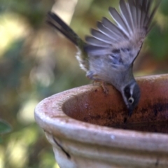 Melithreptus brevirostris (Brown-headed Honeyeater) at Higgins, ACT - 13 Jan 2017 by Alison Milton