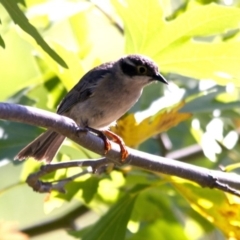 Melithreptus brevirostris at Higgins, ACT - 13 Jan 2017