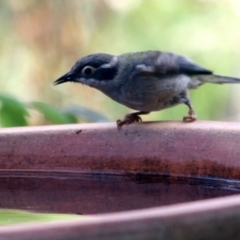 Melithreptus brevirostris at Higgins, ACT - 13 Jan 2017