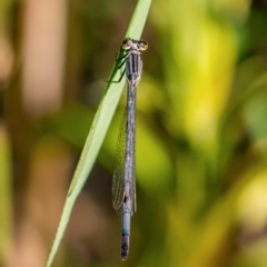 Ischnura heterosticta (Common Bluetail Damselfly) at Gigerline Nature Reserve - 14 Jan 2017 by Dkolsky