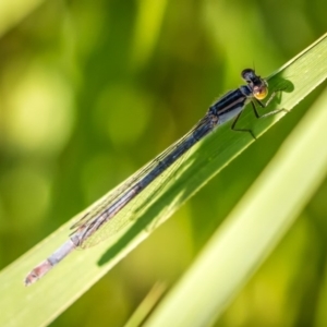 Ischnura heterosticta at Paddys River, ACT - 14 Jan 2017