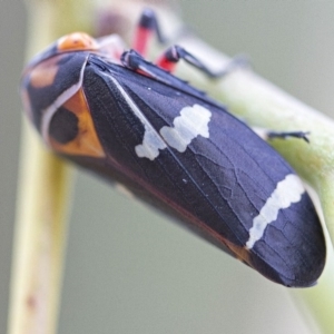 Eurymeloides pulchra at Higgins, ACT - 15 Jan 2017 11:01 AM