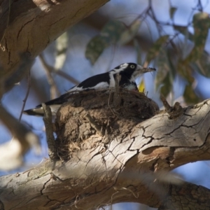 Grallina cyanoleuca at Scullin, ACT - 10 Jan 2017 06:53 AM