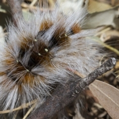 Anthela varia (Hairy Mary) at Higgins, ACT - 15 Jan 2017 by Alison Milton