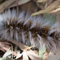 Anthela varia at Higgins, ACT - 15 Jan 2017 11:33 AM