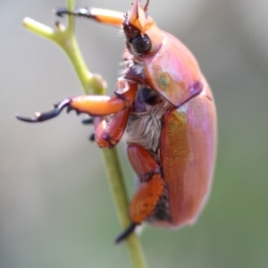 Anoplognathus montanus at Higgins, ACT - 15 Jan 2017 10:57 AM