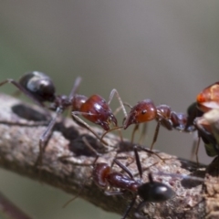 Iridomyrmex purpureus (Meat Ant) at Higgins, ACT - 15 Jan 2017 by Alison Milton